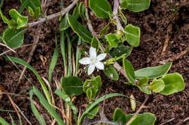 Image result for Oxygonum dregeanum