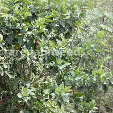 Image result for Bellucia