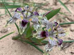 Image result for Ferraria welwitschii