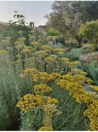 Image result for Helichrysum argyranthum