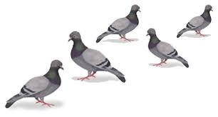 Certaines maladies infectieuses peuvent se transmettre entre les animaux et les humains. 10 Precautions Anti Pigeon Et Mouette