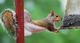 Check spelling or type a new query. How Squirrels Could Break Into Your Southern Maine Home This Winter