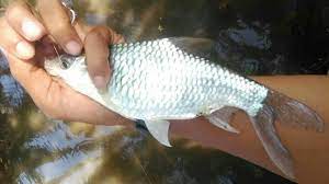 Pindahkan adonan tengiri ke baskom / wadah lainnya, masukkan sagu tani, aduk dgn spatula hingga tercampur rata, lalu masukkan daun bawang, aduk rata. Panduan Lengkap Cara Memancing Ikan Tawes Hobi Mancing