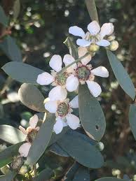 Image result for Leptospermum laevigatum