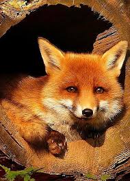What Does The Fox Say Gering Ding Ding Ding Dingeringeding Wa Pa Pa Pa Pa Pa Pow Hatee Hatee Hatee Animals Wild Animal Pictures Animals Beautiful