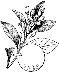 Black And White Orange Blossom Clip Art Common Or Sweet Orange Fruit Tattoo Flower Line Drawings Flower Drawing