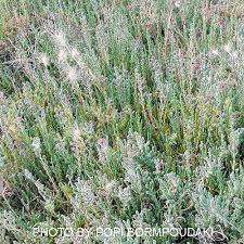 Image result for Sarcocornia