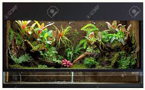 A critter caught with the bug net or golden bug net is combined with a terrarium to craft a cage. Tropical Rain Forest Terrarium Or Paludarium For Rainforest Animals Stock Photo Picture And Royalty Free Image Image 79167962
