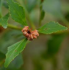 Image result for Phyllocladus