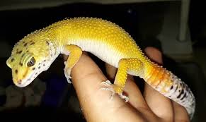 Muy Buenos Das Y Buen Domingo De Limpiar Reptiles Ya Todos Listos Leopardgecko Morph Shct Como Ven A Esta Ne Funny Animals Animals Reptiles