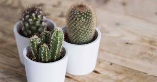 After a week or so you can resume your regular watering schedule. Homemade Cactus Soil Mix How To Make A Quality Potting Soil For Cacti Best Soil For Succulents Succulents Cacti And Succulents