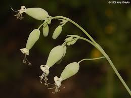 Image result for Silene kiwuensis