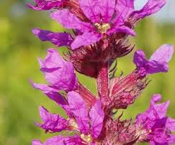 Image result for Ypsilopus liae