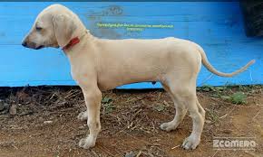 Kanni Chippiparai Dog À®•à®© À®© À®¨ À®¯ À®®à®¤ À®° Home Facebook Starting with the vision to provide and curate reliable information to pet lovers we have evolved into a platform that also brings you a wide range of pet products and services covering the entire lifecycle of a pet. kanni chippiparai dog à®•à®© à®© à®¨ à®¯