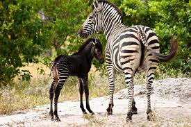 A Black Baby Zebra Africa Geographic Blog Melanistic Animals Animals Beautiful Rare Animals