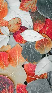 Fall Leaves Autumn Leaves Wallpaper S5 Wallpaper Leaf Art