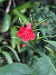 Image result for Ruellia brevifolia