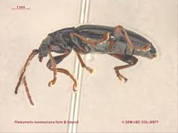 Image result for Platostoma montanum