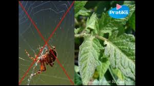 Comment Chasser Les Araignees De Facon Naturelle Youtube
