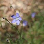 Image result for Wahlenbergia capillacea
