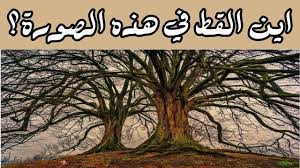 اين القطط في الصور التالية لغز للاذكياء فقط Youtube