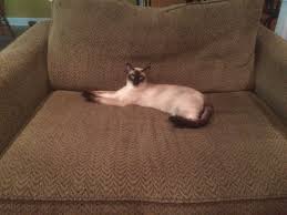 Ok This Seat Is Taken