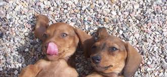 Smooth miniature dachshunds we have three female and two male smooth miniature dachshunds for sale. Mini Dachshund Puppies For Sale Country Dachshunds Mini Doxies For Sale In Las Vegas Utah Daschund Puppies Puppies Dachshund Puppies For Sale