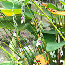 Image result for Thalia geniculata