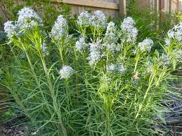 Image result for Cyanastrum johnstonii