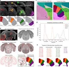 Videos from the google singapore team. Organization Of The Inputs And Outputs Of The Mouse Superior Colliculus Nature Communications