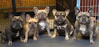 One of the benefits of having our dogs is to share the joy they bring with others. Blue Chocolate Lilac And Fawn French Bulldogs For Sale