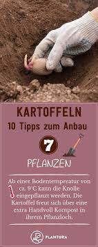 10 Tipps Fur Den Kartoffelanbau Im Eigenen Garten Plantura Kartoffelanbau Kartoffeln Pflanzen Kartoffeln Wachsen