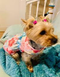 Happy 3rd Birthday to Phoebe's Litter