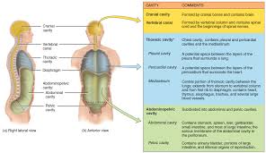 Body cavities form during development, as solid masses of tissue fold inward on themselves, creating. Using No More Than 10 Propositions Create Clutch Prep