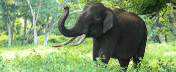 Elephant Tourism Threatens Public ...