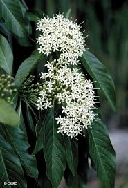 Image result for Tarenna