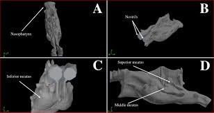 Add to wish list remove from wish list. Model Of Nasal Passages Anatomy A Top View B 3d View C Front Download Scientific Diagram