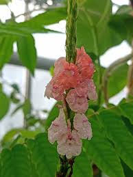 Image result for Stachytarpheta