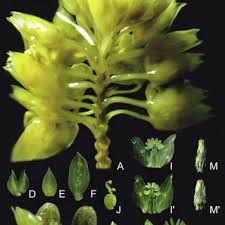 Image result for Polygala persicariifolia