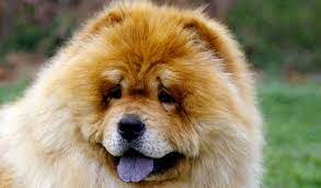 Chow Chows Tend To Attach Themselves To One Person And Require Training And Socialization To Fit Into The Right Homes Lea Dog Breeds Chow Dog Breed Chow Chow