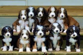 Aug 18, 2020 · for the price, overall care, and health warranty, there are one of the most reputable bernedoodle breeders in michigan. Bernedoodle Home Bernedoodle Puppy Bernedoodle Breeder Bernedoodle Puppy Cuddly Animals Bernedoodle Puppies
