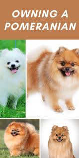 Owning A Pomeranian Breeder Recommendations Our Deer Pomeranian Pomeranian Puppy Pomeranian Breeders