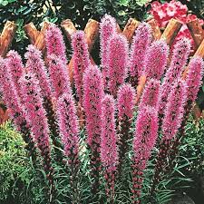 Purple Blazing Star Spring Hill Nurseries