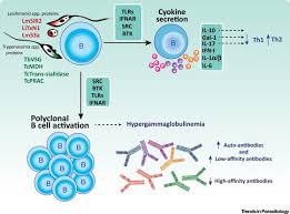 By @liewclinic 1 day ago at liew clinic. The Deadly Dance Of B Cells With Trypanosomatids Trends In Parasitology