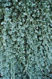 Image result for Dichondra