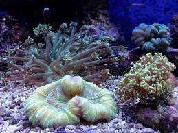 Care should be taken when utilizing salt with live plants, as a few plants might be. Can You Handle A Saltwater Aquarium Sheknows