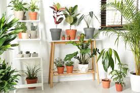 Des Plantes D Interieur Pour Embellir Votre Logement En 2020 Plantes De Decor De Maison Decoration Plantes Interieur Decoration Plante