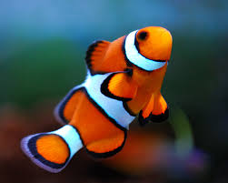 Image result for clownfish