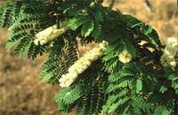 Image result for Acacia burkei