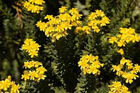 Image result for Phymaspermum